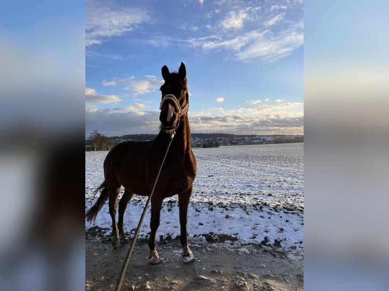 Anglo European Studbook Gelding 10 years 16,1 hh Brown in Gera