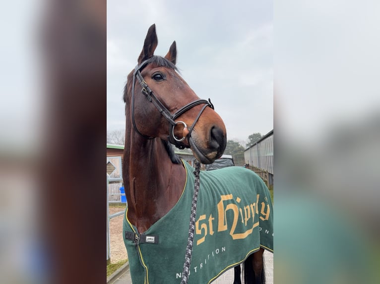 Anglo European Studbook Gelding 10 years 17,1 hh Brown in R&#xF6;dermark