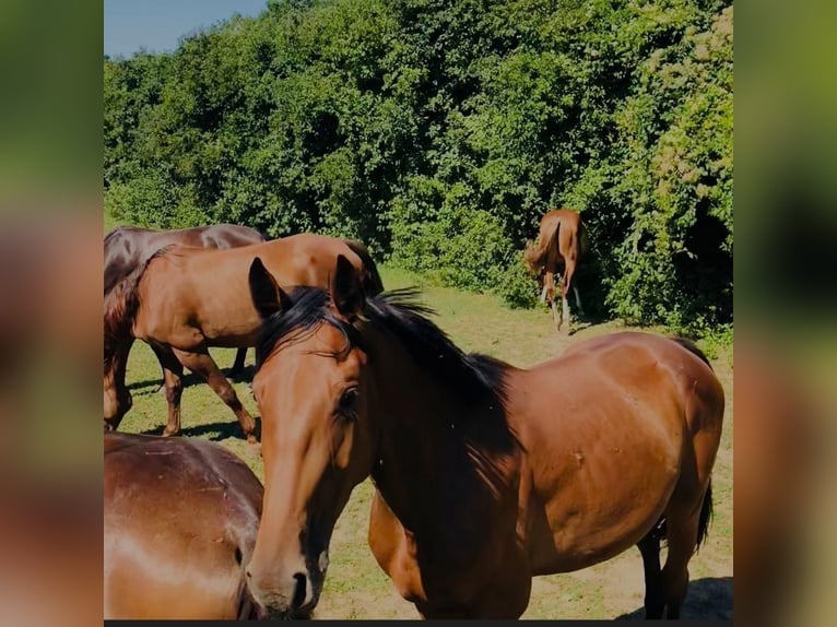 Anglo European Studbook Gelding 10 years 17,1 hh Brown in Rödermark