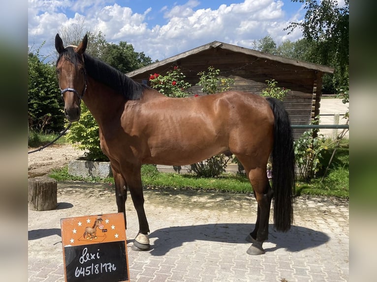 Anglo European Studbook Gelding 10 years 17,1 hh Brown in Rödermark
