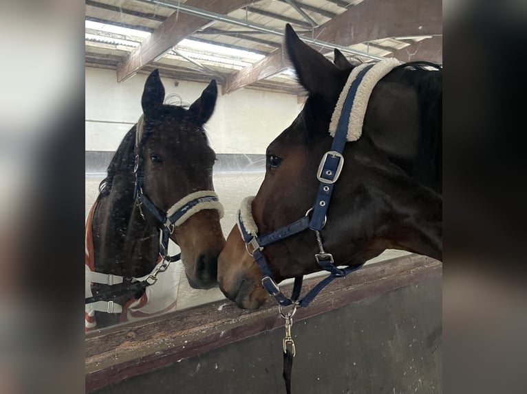Anglo European Studbook Gelding 10 years 17,1 hh Brown in R&#xF6;dermark