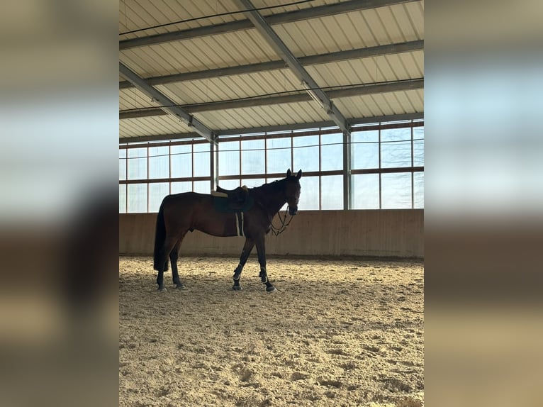 Anglo European Studbook Gelding 10 years 17,1 hh Brown in Rödermark