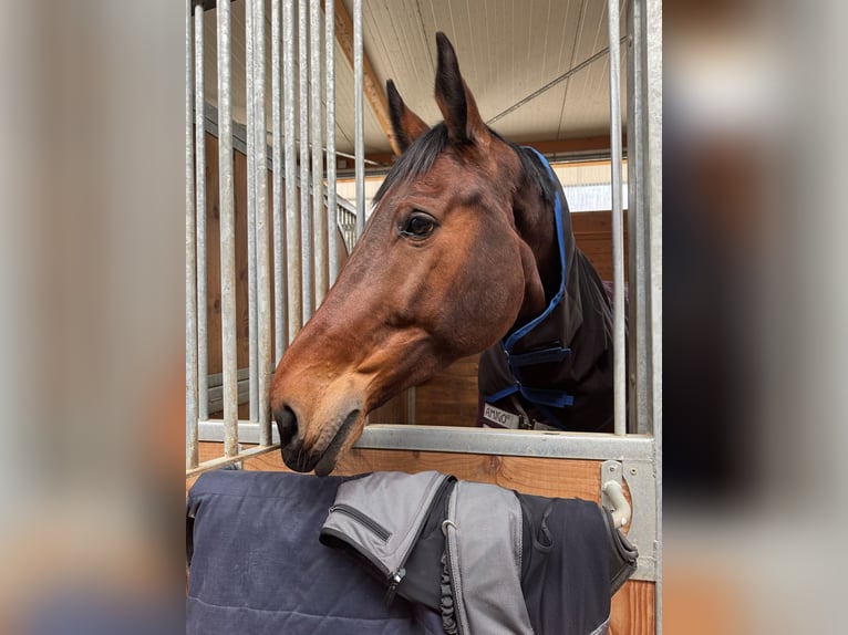Anglo European Studbook Gelding 10 years 17,1 hh Brown in Rödermark