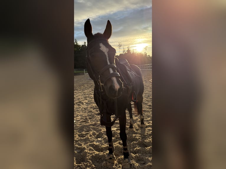 Anglo European Studbook Gelding 11 years 16.2 hh Bay-Dark in Grub SG