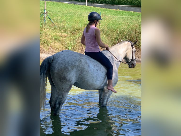 Anglo European Studbook Gelding 11 years 16 hh Grey-Dapple in Haslau