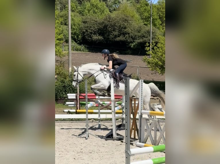 Anglo European Studbook Gelding 11 years 16 hh Grey in Wa&#x142;brzych