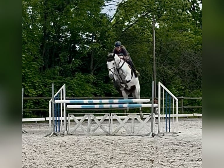 Anglo European Studbook Gelding 11 years 16 hh Grey in Wa&#x142;brzych