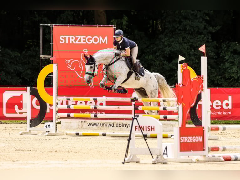 Anglo European Studbook Gelding 11 years 16 hh Grey in Wa&#x142;brzych