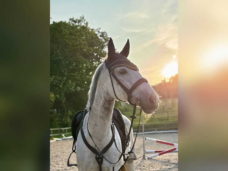 Anglo European Studbook Gelding 11 years 16 hh Grey in Wa&#x142;brzych