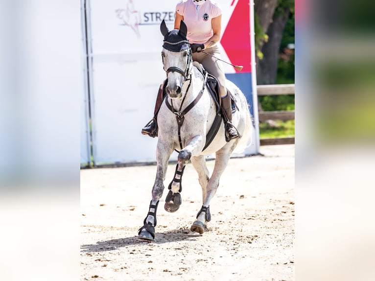 Anglo European Studbook Gelding 11 years 16 hh Grey in Wa&#x142;brzych