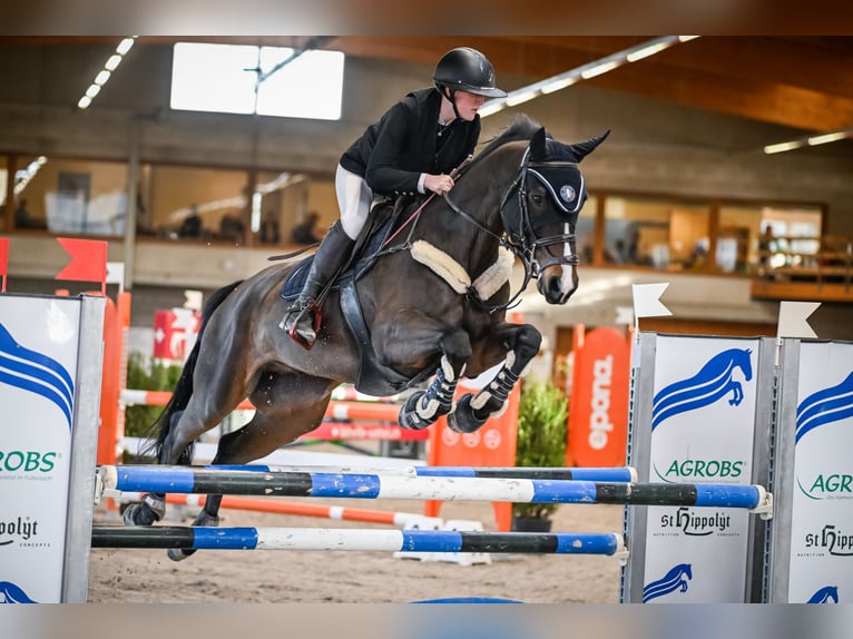 Anglo European Studbook Gelding 11 years 16,2 hh Bay-Dark in Grub SG