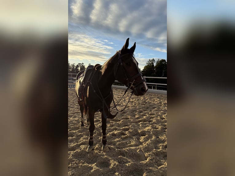 Anglo European Studbook Gelding 11 years 16,2 hh Bay-Dark in Grub SG