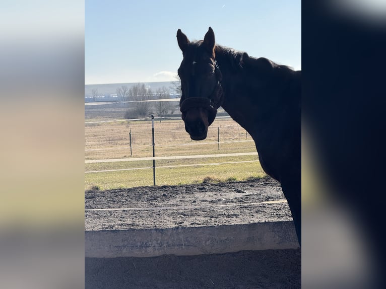 Anglo European Studbook Gelding 11 years 16,3 hh Bay-Dark in Kindelbr&#xFC;ck