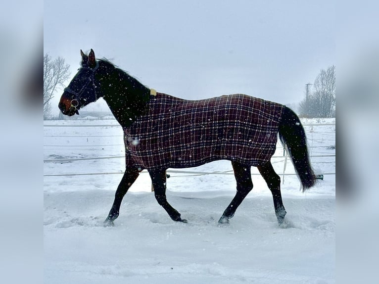 Anglo European Studbook Gelding 11 years 16,3 hh Bay-Dark in Kindelbr&#xFC;ck