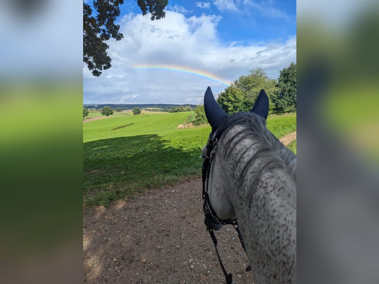 Anglo European Studbook Gelding 11 years 17.1 hh Grey-Fleabitten in Ranshofen