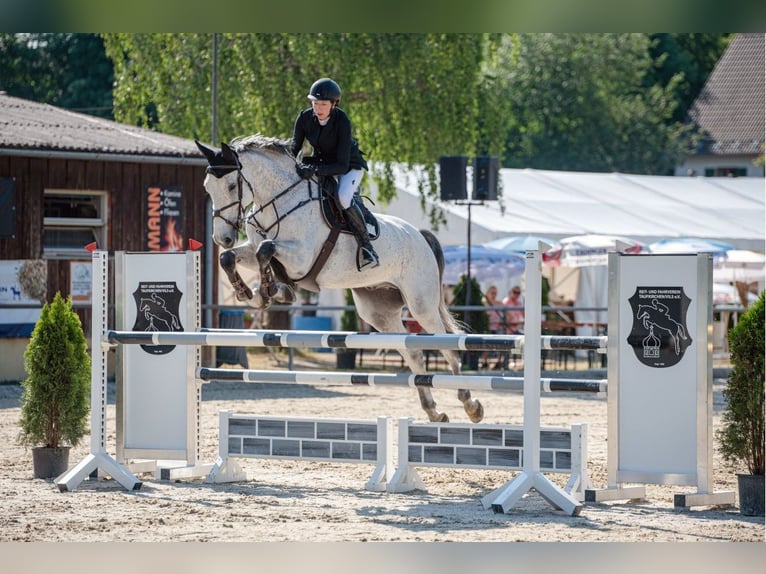 Anglo European Studbook Gelding 11 years 17.1 hh Grey-Fleabitten in Ranshofen