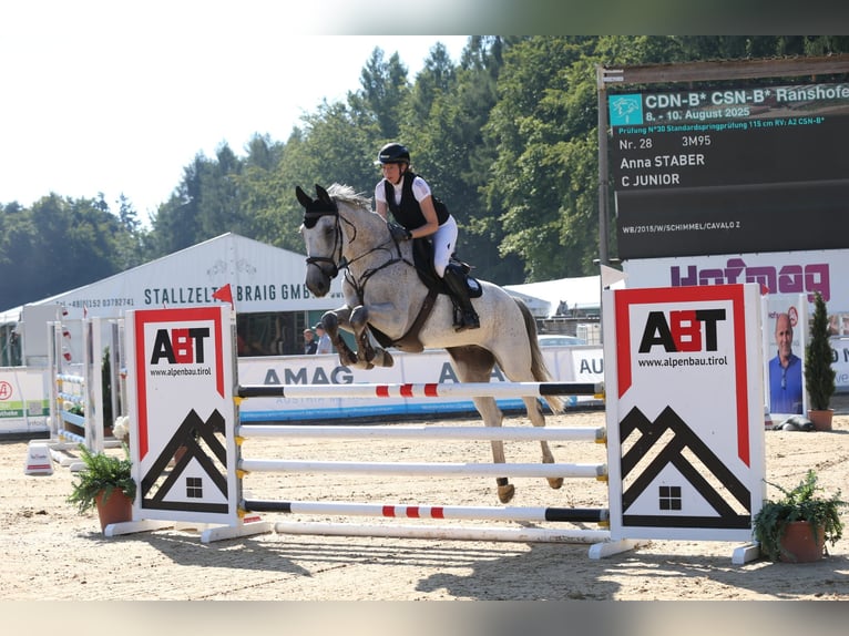 Anglo European Studbook Gelding 11 years 17.1 hh Grey-Fleabitten in Ranshofen