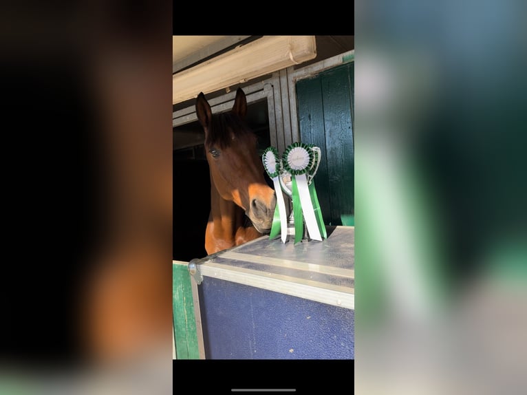 Anglo European Studbook Gelding 12 years 16,2 hh Bay-Dark in roma