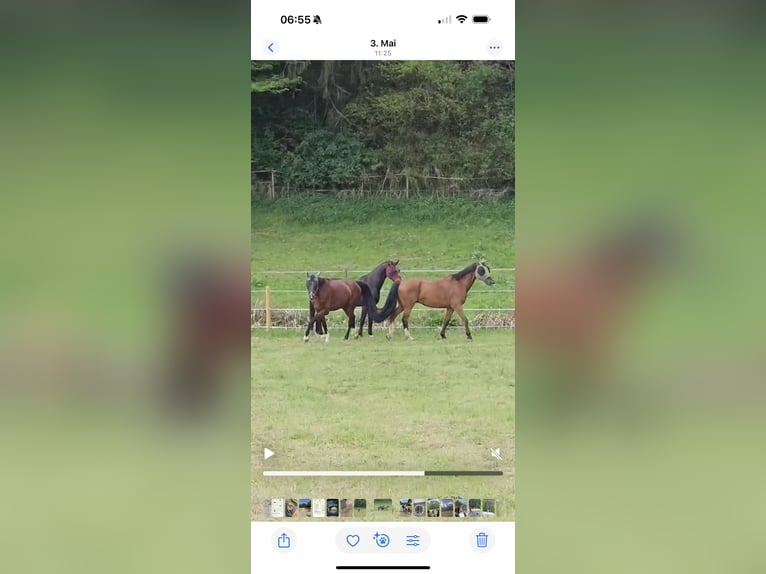 Anglo European Studbook Gelding 12 years 16,2 hh Brown in Nast&#xE4;tten