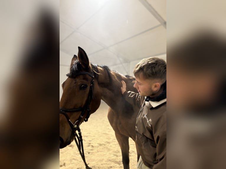 Anglo European Studbook Gelding 14 years 17 hh Brown in Bytów