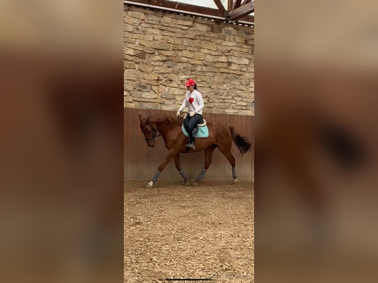 Anglo European Studbook Gelding 15 years 16,1 hh Chestnut in Svojetice