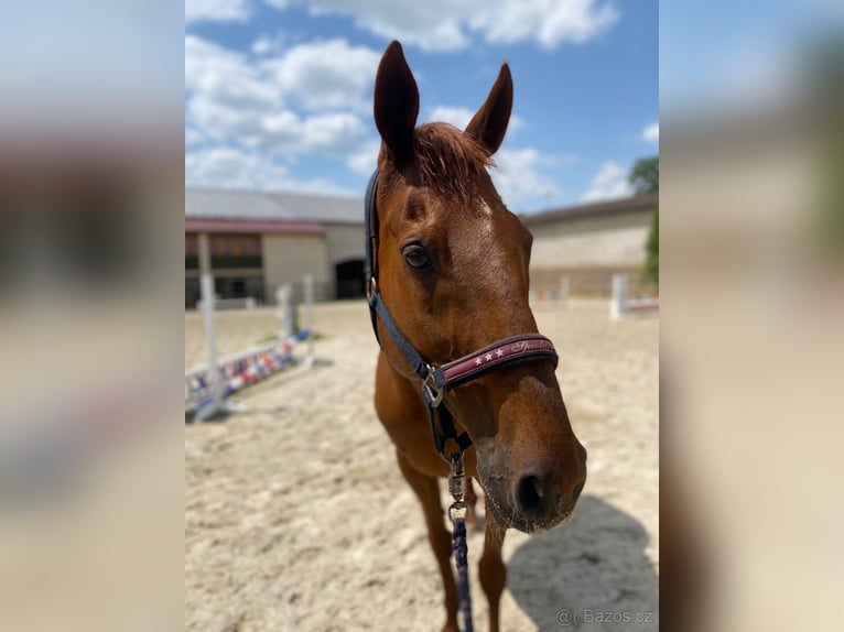 Anglo European Studbook Gelding 15 years 16,1 hh Chestnut in Svojetice