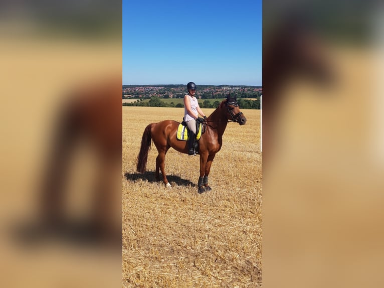 Anglo European Studbook Gelding 15 years 17,1 hh Chestnut-Red in Bramsche