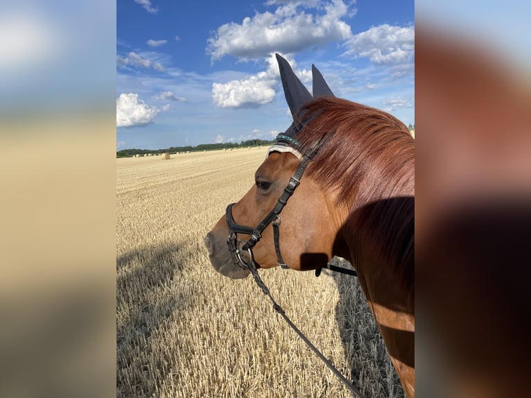 Anglo European Studbook Gelding 15 years 17,1 hh Chestnut-Red in Bramsche