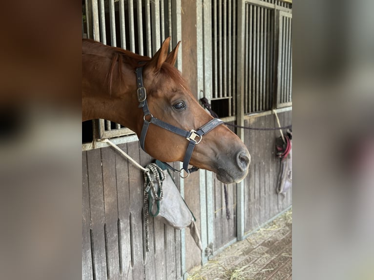 Anglo European Studbook Gelding 15 years 17,1 hh Chestnut-Red in Bramsche