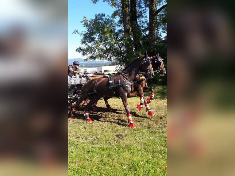 Anglo European Studbook Gelding 17 years 16 hh Brown in Alberndorf Anglo European Studbook Gelding 17 years 16 hh Brown in Alberndorf