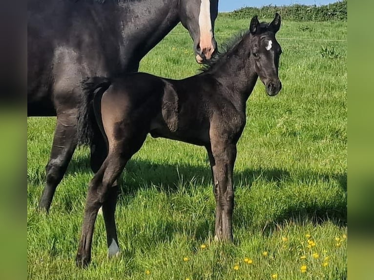 Anglo European Studbook Gelding 1 year 16 hh Black in Dursley