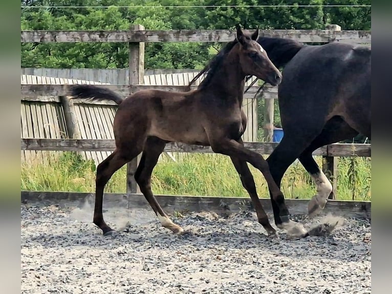 Anglo European Studbook Gelding 1 year 16 hh Black in Dursley