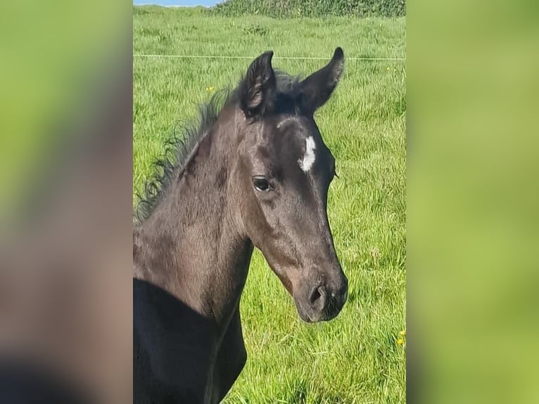 Anglo European Studbook Gelding 1 year 16 hh Black in Dursley