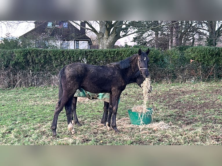 Anglo European Studbook Gelding 1 year 16 hh Black in Dursley