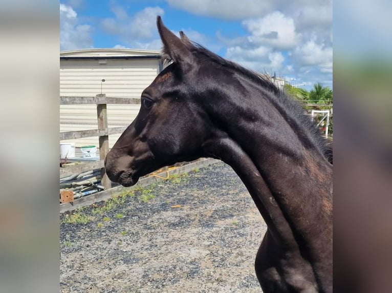 Anglo European Studbook Gelding 1 year 16 hh Black in Dursley