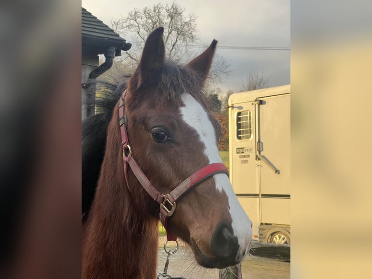 Anglo European Studbook Gelding 1 year Bay in Hampshire