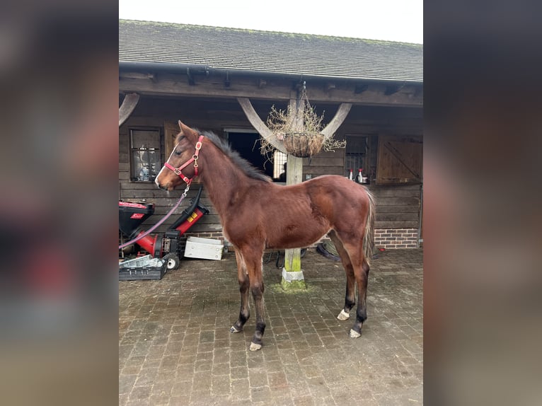 Anglo European Studbook Gelding 1 year Bay in Hampshire