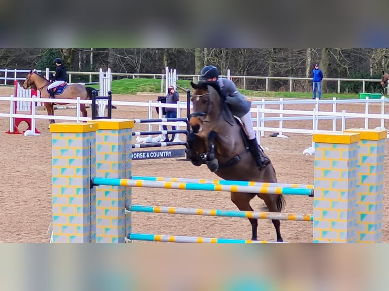 Anglo European Studbook Gelding 1 year Bay in Hampshire