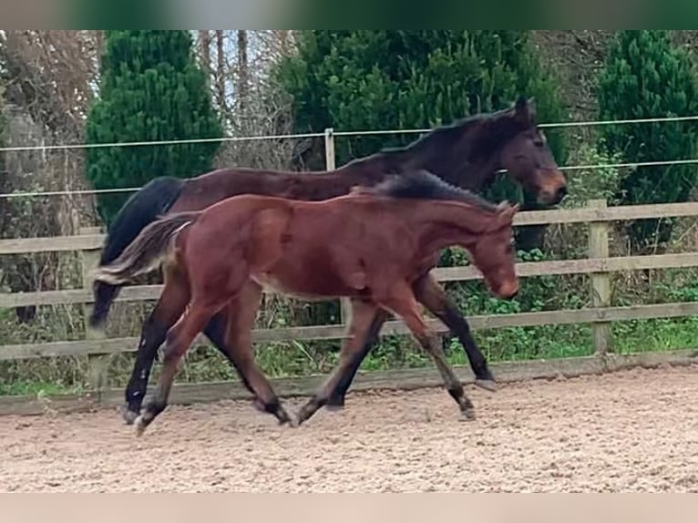 Anglo European Studbook Gelding 1 year Bay in Hampshire