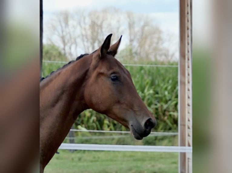 Anglo European Studbook Gelding 1 year Brown in Liessel