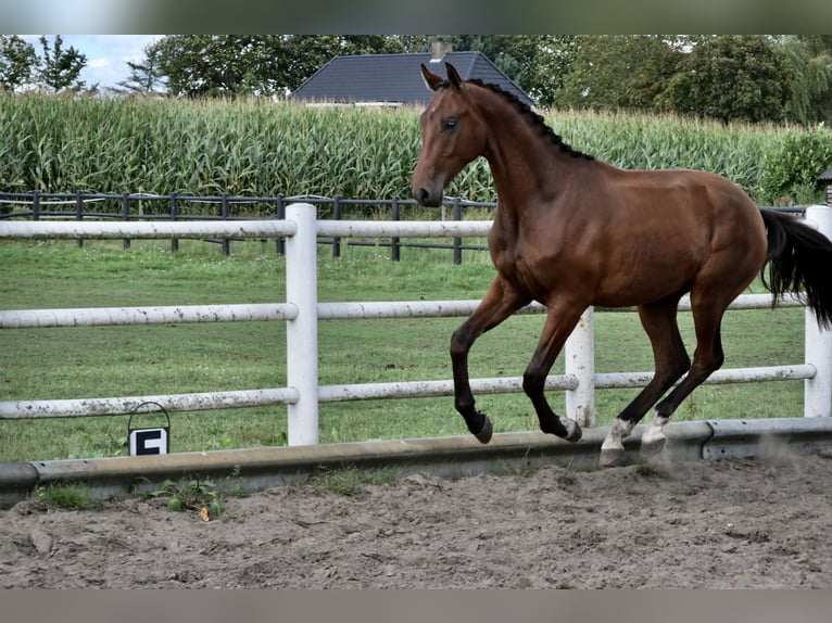 Anglo European Studbook Gelding 1 year Brown in Liessel