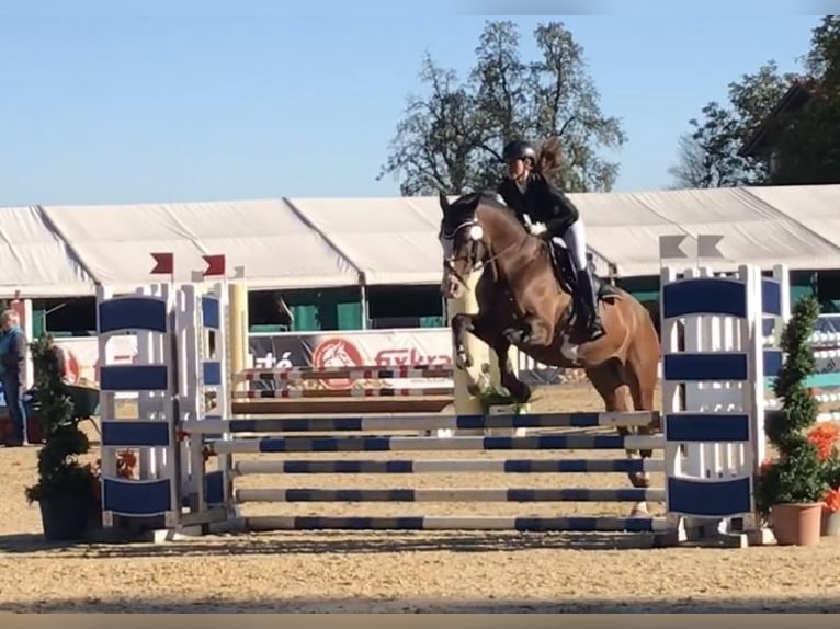 Anglo European Studbook Gelding 20 years 16,1 hh Brown in Holzkirchen