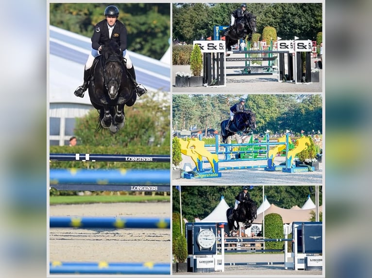 Anglo European Studbook Gelding 2 years 14,1 hh Black in &#x141;&#x119;&#x17C;ce