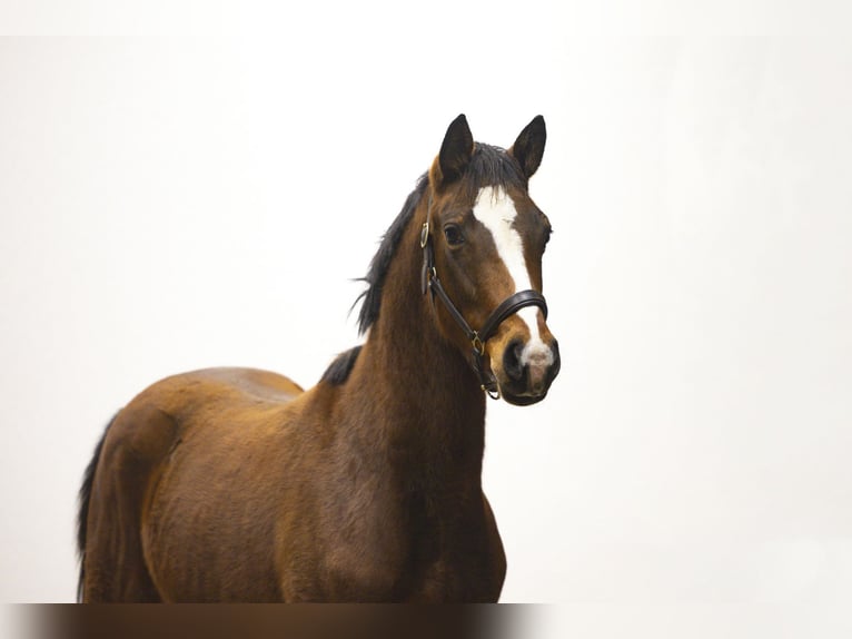 Anglo European Studbook Gelding 2 years 14,2 hh Brown in Waddinxveen