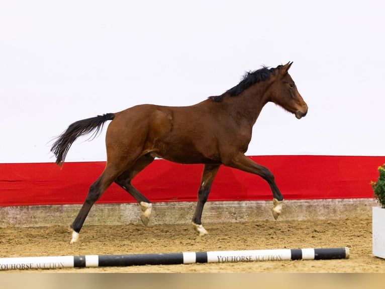 Anglo European Studbook Gelding 2 years 14,2 hh Brown in Waddinxveen