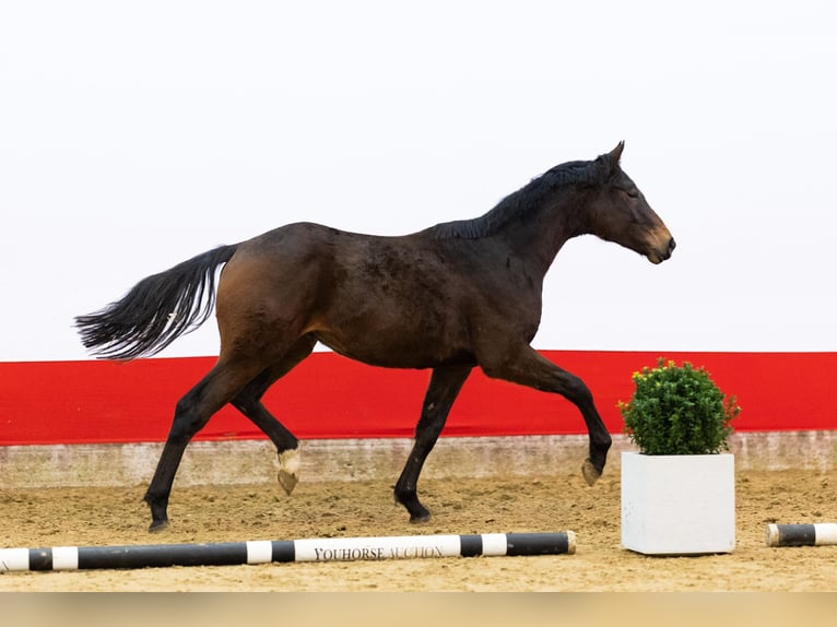 Anglo European Studbook Gelding 2 years 15 hh Bay-Dark in 2742WH