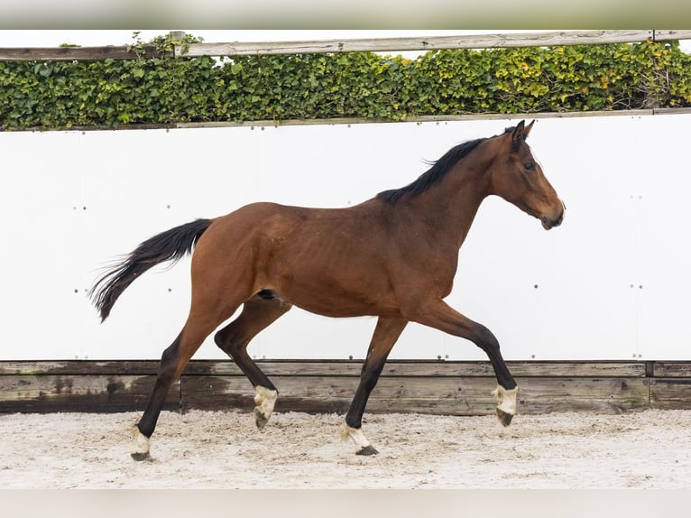 Anglo European Studbook Gelding 2 years 15 hh Brown in Waddinxveen
