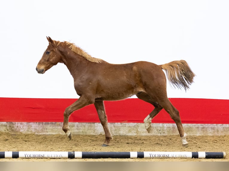 Anglo European Studbook Gelding 2 years 15,1 hh in Waddinxveen