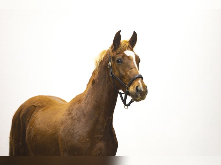 Anglo European Studbook Gelding 2 years 15,1 hh in Waddinxveen