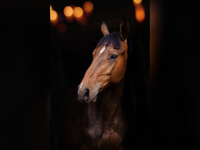 Anglo European Studbook Gelding 2 years 16 hh Bay in Świetakowo